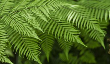 Close-up of vibrant green fern leaves overlapping in a natural outdoor setting, illustrating sustainability and environmental focus.
