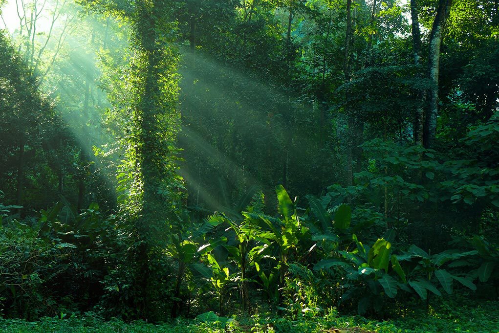 anzrp about us faqs Forest scene representing information about what is e‑waste, computer waste and battery recycling.