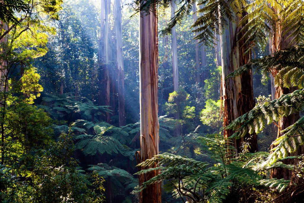 Australian forest environment used to illustrate advocacy and education around sustainability, conservation and e‑waste reduction.
